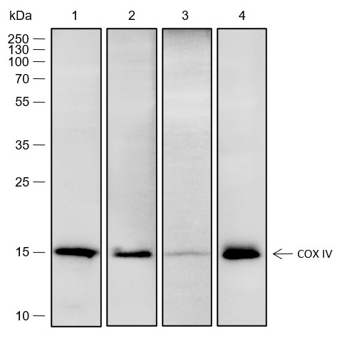 Recombinant COX IV Monoclonal Antibody (AN301774L)