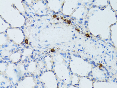 TEFM Polyclonal Antibody (E-AB-62522)