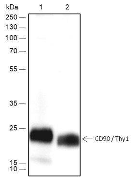 Recombinant CD90/Thy1 Monoclonal Antibody (AN301747L)
