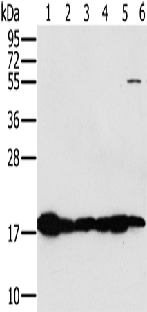 MTFP1 Polyclonal Antibody (E-AB-11412)