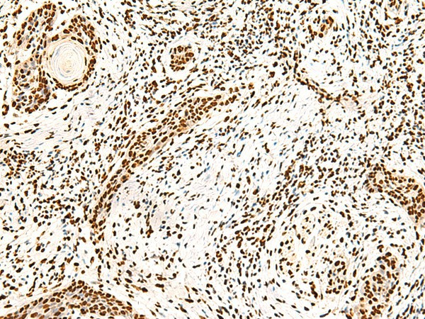 ILF3 Polyclonal Antibody (E-AB-52821)