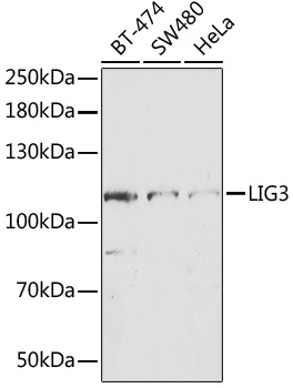 LIG3 Polyclonal Antibody (E-AB-64684)