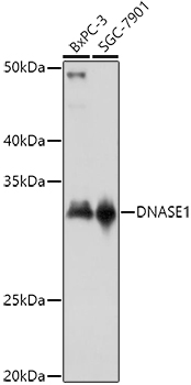 DNASE1 Polyclonal Antibody (E-AB-68351)