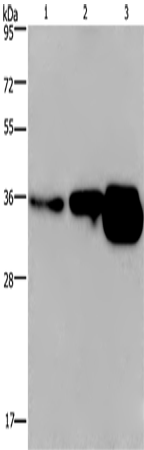 CUEDC2 Polyclonal Antibody (E-AB-14902)
