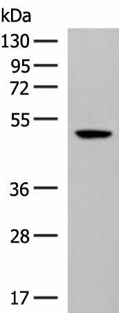 GPR142 Polyclonal Antibody (E-AB-18039)
