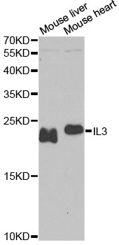 IL3 Polyclonal Antibody (E-AB-62101)