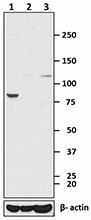 Purified anti-Hsp90α Antibody