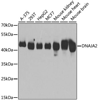 DNAJA2 Polyclonal Antibody (E-AB-61498)