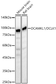 DCAMKL1/DCLK1 Polyclonal Antibody (E-AB-92967)