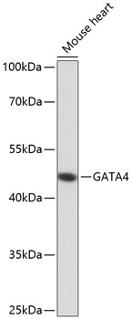 GATA4 Polyclonal Antibody (E-AB-66135)
