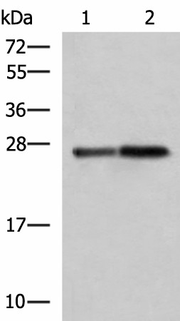 CTRB1 Polyclonal Antibody (E-AB-52723)
