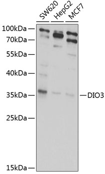 DIO3 Polyclonal Antibody (E-AB-92745)