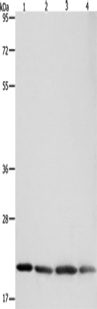 BAX Polyclonal Antibody (E-AB-13814)
