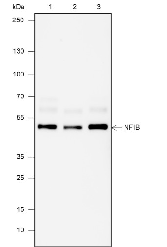 Recombinant NFIB Monoclonal Antibody (AN301950L)