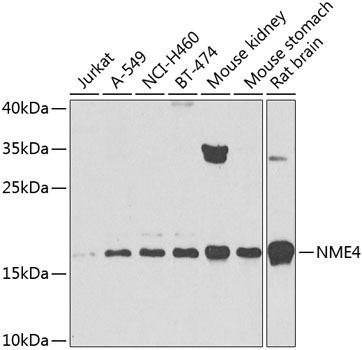 NME4 Polyclonal Antibody (E-AB-68420)