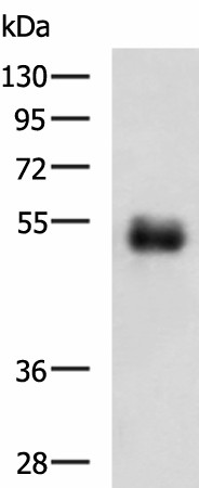 METTL17 Polyclonal Antibody (E-AB-17937)