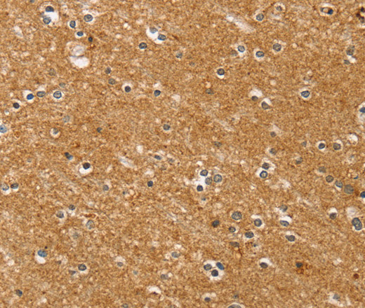 SYTL5 Polyclonal Antibody (E-AB-11619)