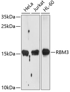 RBM3 Polyclonal Antibody (E-AB-62192)
