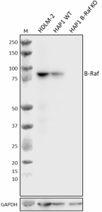 Purified anti-B-Raf Antibody (648886)