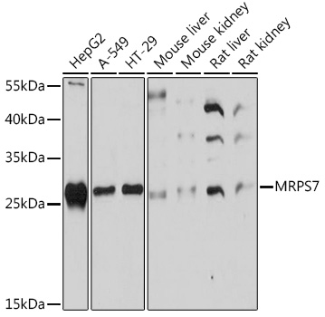 MRPS7 Polyclonal Antibody (E-AB-91711)