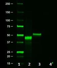 Purified anti-HA.11 Epitope Tag Antibody (Previously Covance catalog# MMS-101P) (901533)