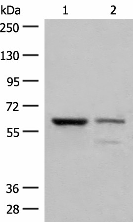 HNF1A Polyclonal Antibody (E-AB-53258)
