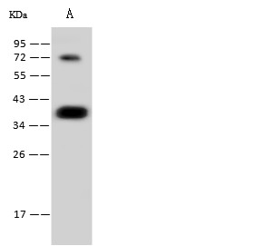 Recombinant CGREF1 Monoclonal Antibody (AN300268P)