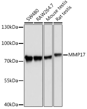 MMP17 Polyclonal Antibody (E-AB-92505)