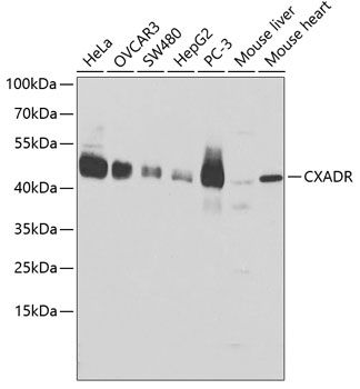 CXADR Polyclonal Antibody (E-AB-60461)