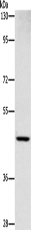 CD327 Polyclonal Antibody (E-AB-13123)