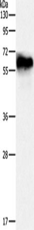 CRMP3 Polyclonal Antibody (E-AB-15569)