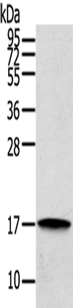 REG3A Polyclonal Antibody (E-AB-13413)