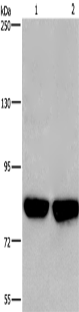 PFKP Polyclonal Antibody (E-AB-10927)