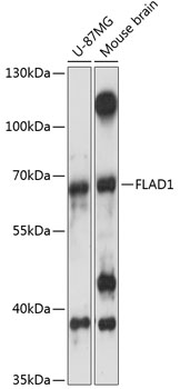 FLAD1 Polyclonal Antibody (E-AB-90785)