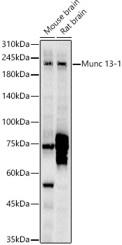 Munc 13-1 Polyclonal Antibody (E-AB-92457)