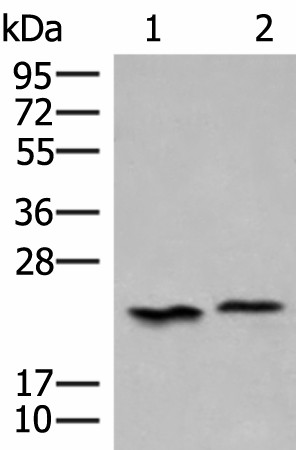 HEBP1 Polyclonal Antibody (E-AB-19977)