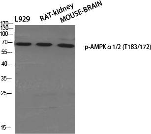 Phospho-AMPK alpha1/2 (Thr183/172) Polyclonal Antibody (E-AB-21121)