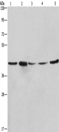 RPSA Polyclonal Antibody (E-AB-10457)