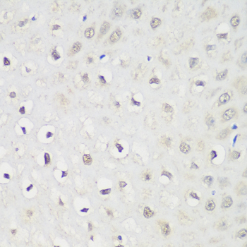 KPNA3 Polyclonal Antibody (E-AB-62807)