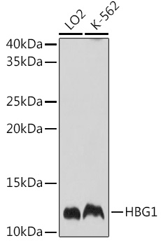 HBG1 Polyclonal Antibody (E-AB-91025)