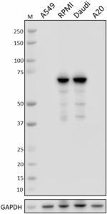 Purified anti-Syk Antibody (644301)