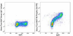Alexa Fluor® 647 anti-Rb Phospho (Ser795) Antibody (640453)