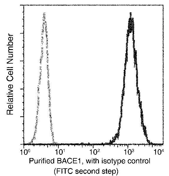 Recombinant BACE1 Monoclonal Antibody (AN300071P)