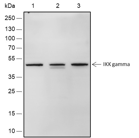Recombinant IKK gamma Monoclonal Antibody (AN301804L)