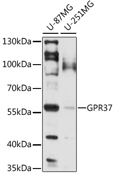 GPR37 Polyclonal Antibody (E-AB-91621)
