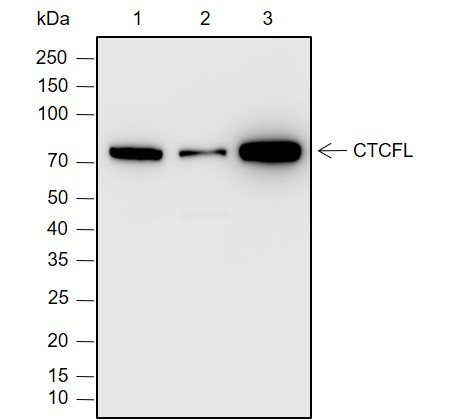 Recombinant CTCFL Monoclonal Antibody (AN302061L)