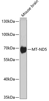 MT-ND5 Polyclonal Antibody (E-AB-62129)