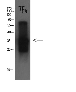 CST3 Monoclonal Antibody (E-AB-22129)