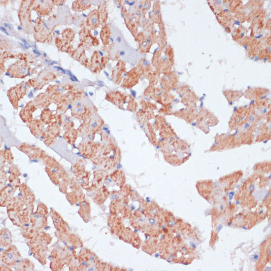 ARRB1 Polyclonal Antibody (E-AB-60137)
