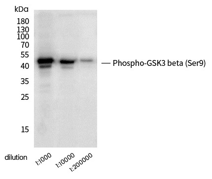 Recombinant Phospho-GSK3 beta (Ser9) Monoclonal Antibody (AN300144P)